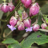 Strobilanthes lupulina Nees